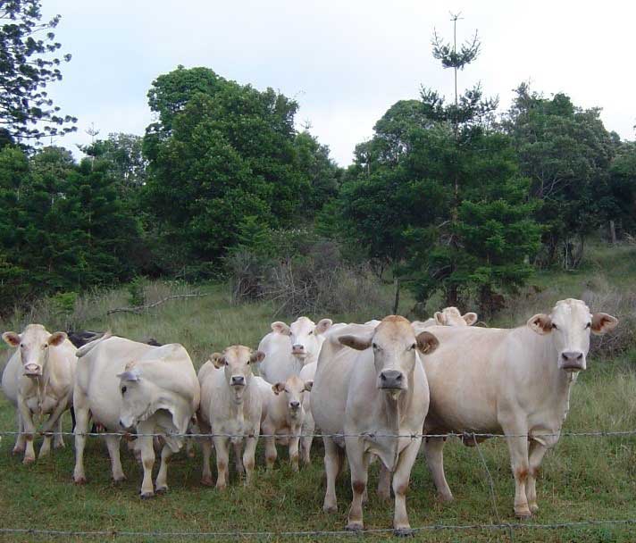 Kewpie Stockfeed cattle